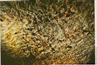 Dessine moi un mammouth, Sciences & Avenir 781, mars 2012 (2a)